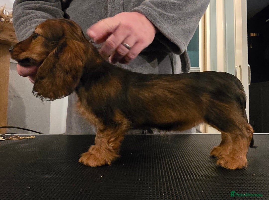 Miniature Dachshund dogs for sale: Miniature long haired dachshunds - Advert 4