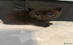 British Shorthair cats for sale: Beautiful British shorthair champion bloodlines - Image 17