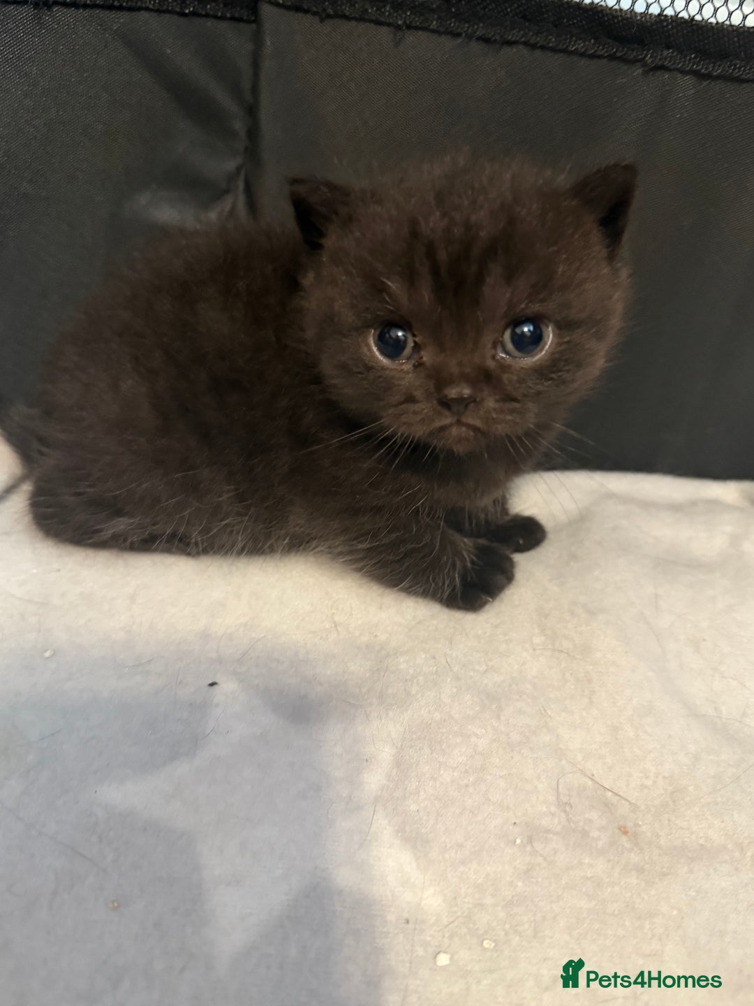 British Shorthair cats for sale: Beautiful British shorthair champion bloodlines - Image 17