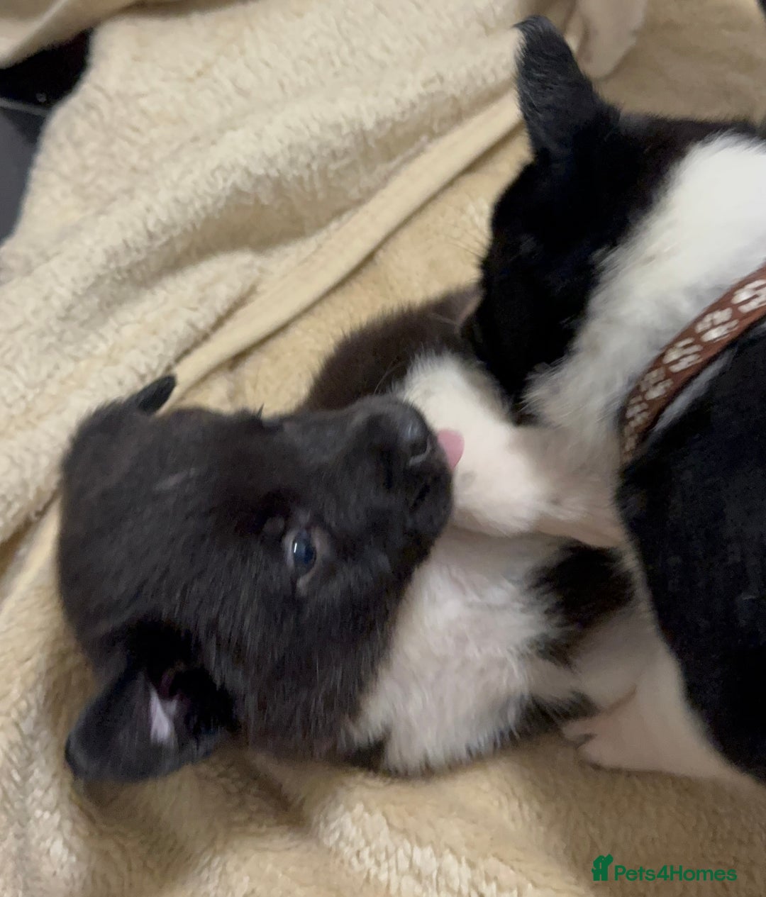 Border Collie dogs for sale: Border Collie Puppies  - Advert 6