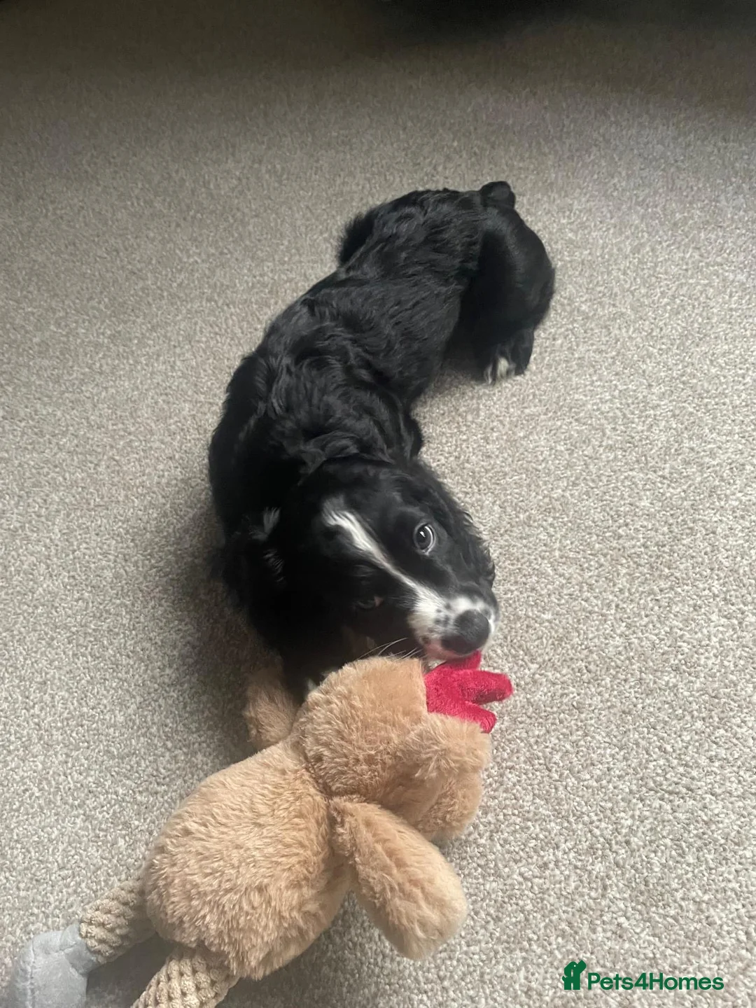 Cocker Spaniel dogs for stud: K C registered - Mr Midnight for Stud in Huddersfield - Advert 21