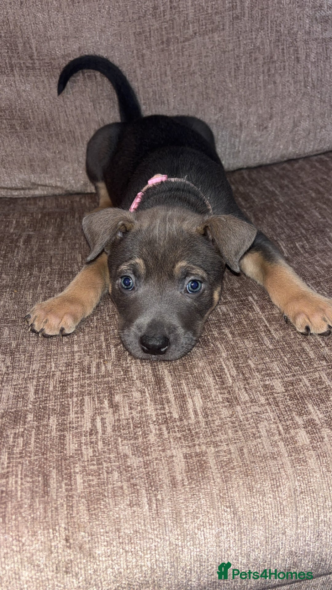 Mixed Breed dogs for sale: Puppies for sale  - Advert 6