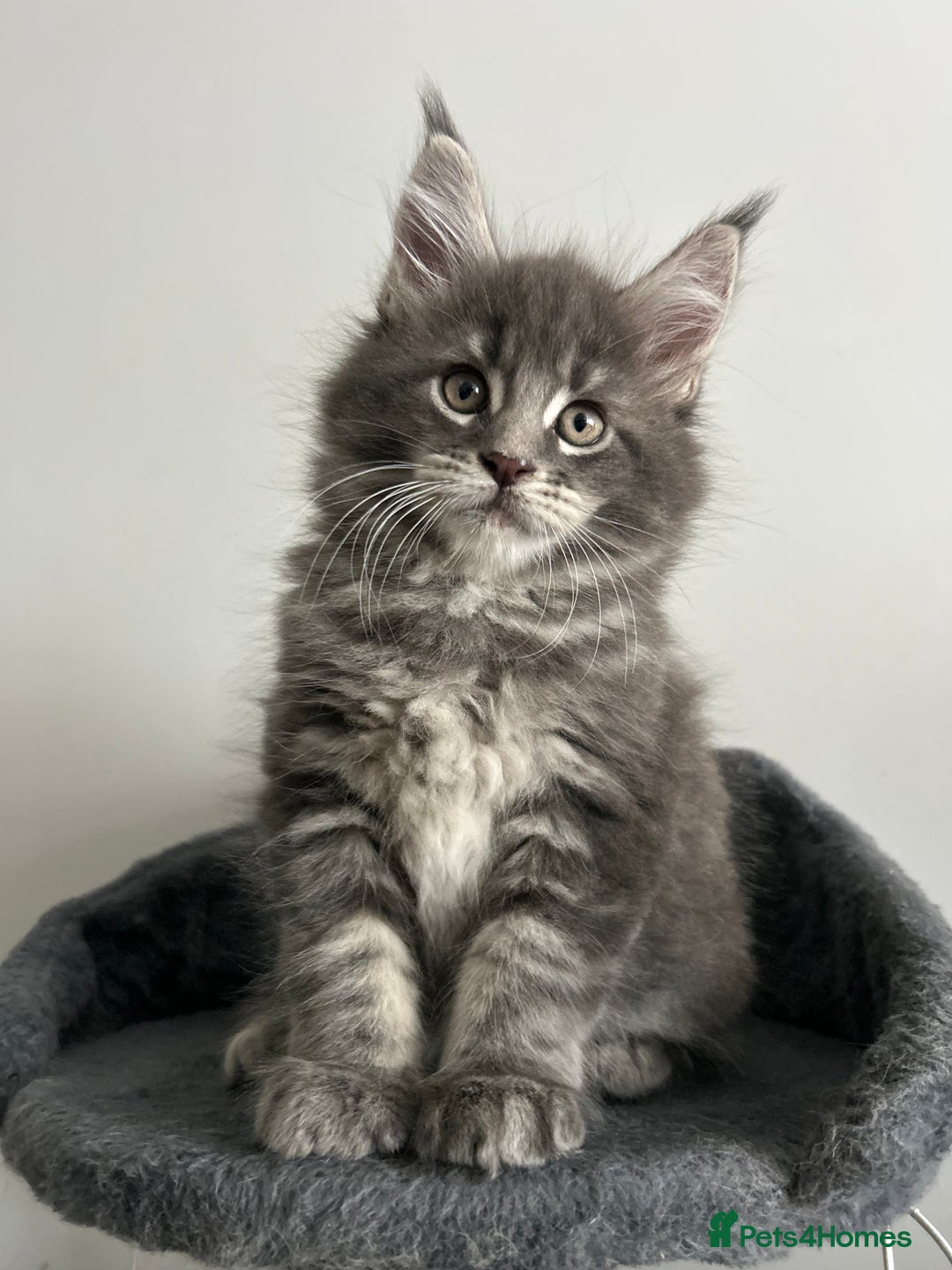 Maine Coon cats for sale: Pedigree Massive TICA Registered Maine Coon Large - Advert 5