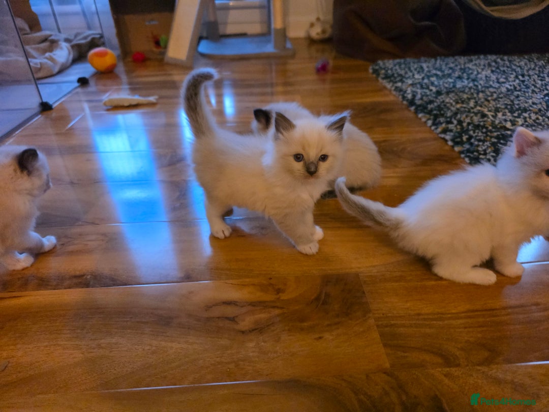 Ragdoll cats for sale: Pure Ragdoll Kittens  - Image 13
