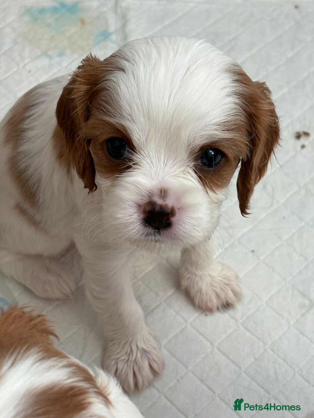 Cavalier King Charles Spaniel dogs for sale: Beautiful Blenheim King Charles spaniel pups    - Advert 22