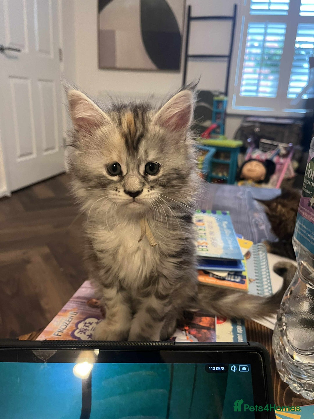 Maine Coon cats for sale: Pure Maine Coon Kittens - Advert 14