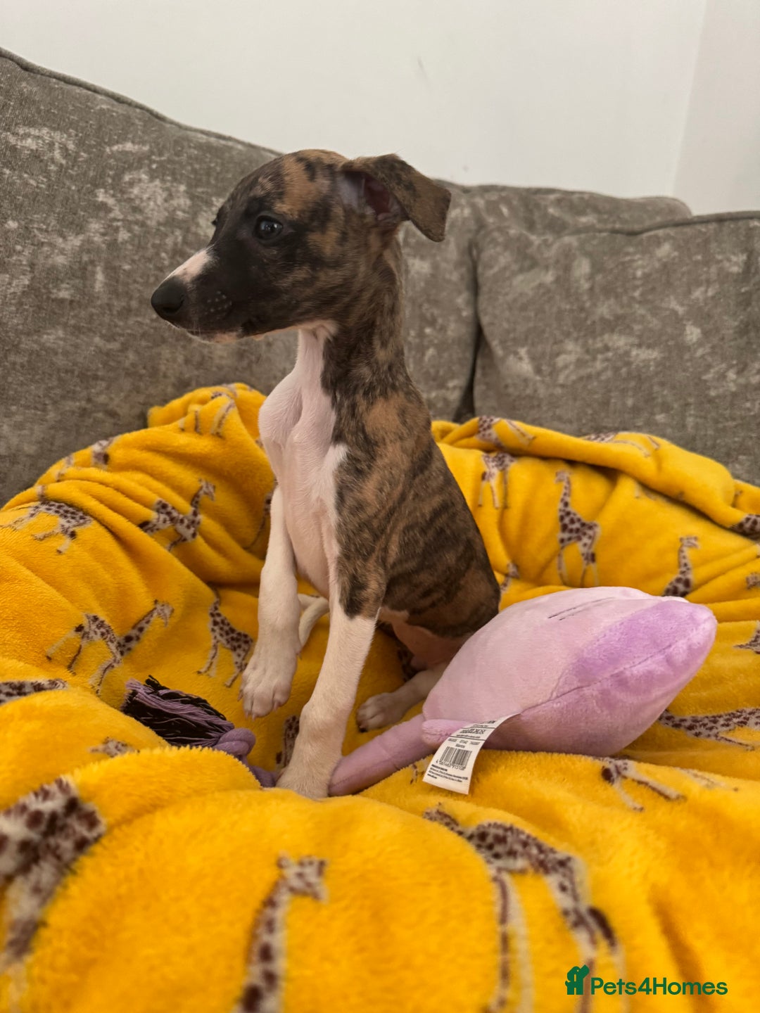 Whippet dogs for sale: Beautiful whippet puppies ready soon - Image 14
