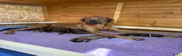 Rhodesian Ridgeback dogs for sale: International a world champion bloodlines - Advert 11