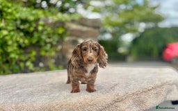 Miniature Dachshund dogs for sale: Long Haired Miniature Dachshunds - READY NOW!! - Image 7