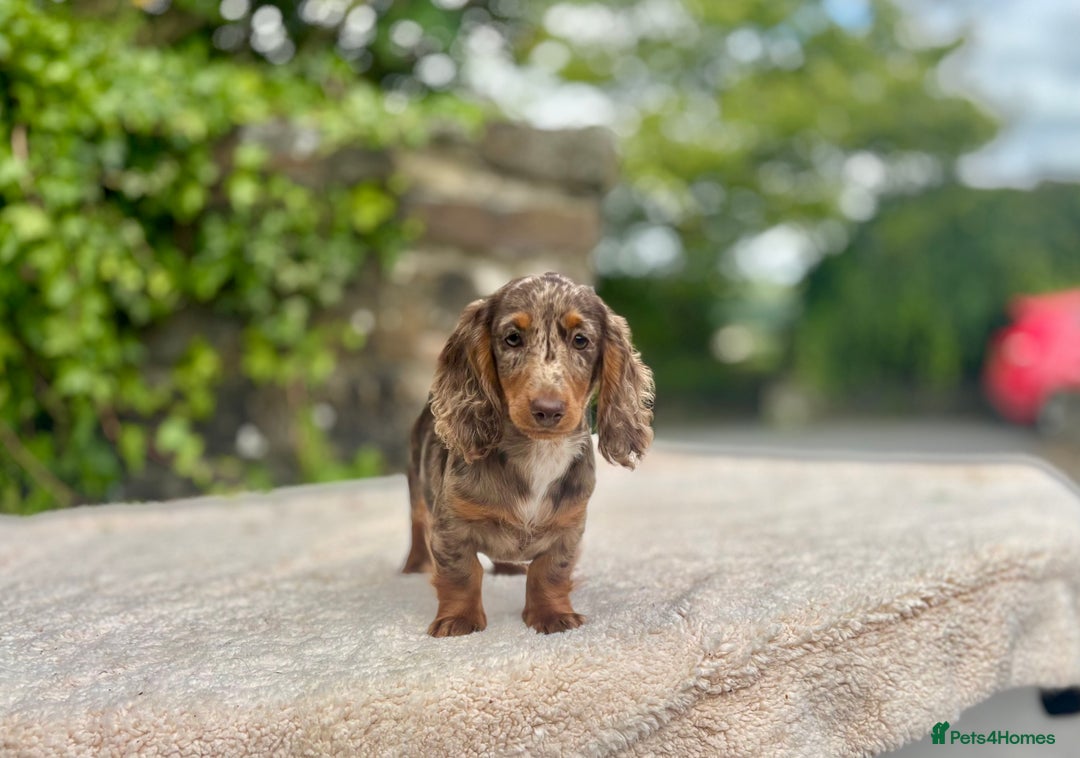 Miniature Dachshund dogs for sale: Long Haired Miniature Dachshunds - READY NOW!! - Image 7