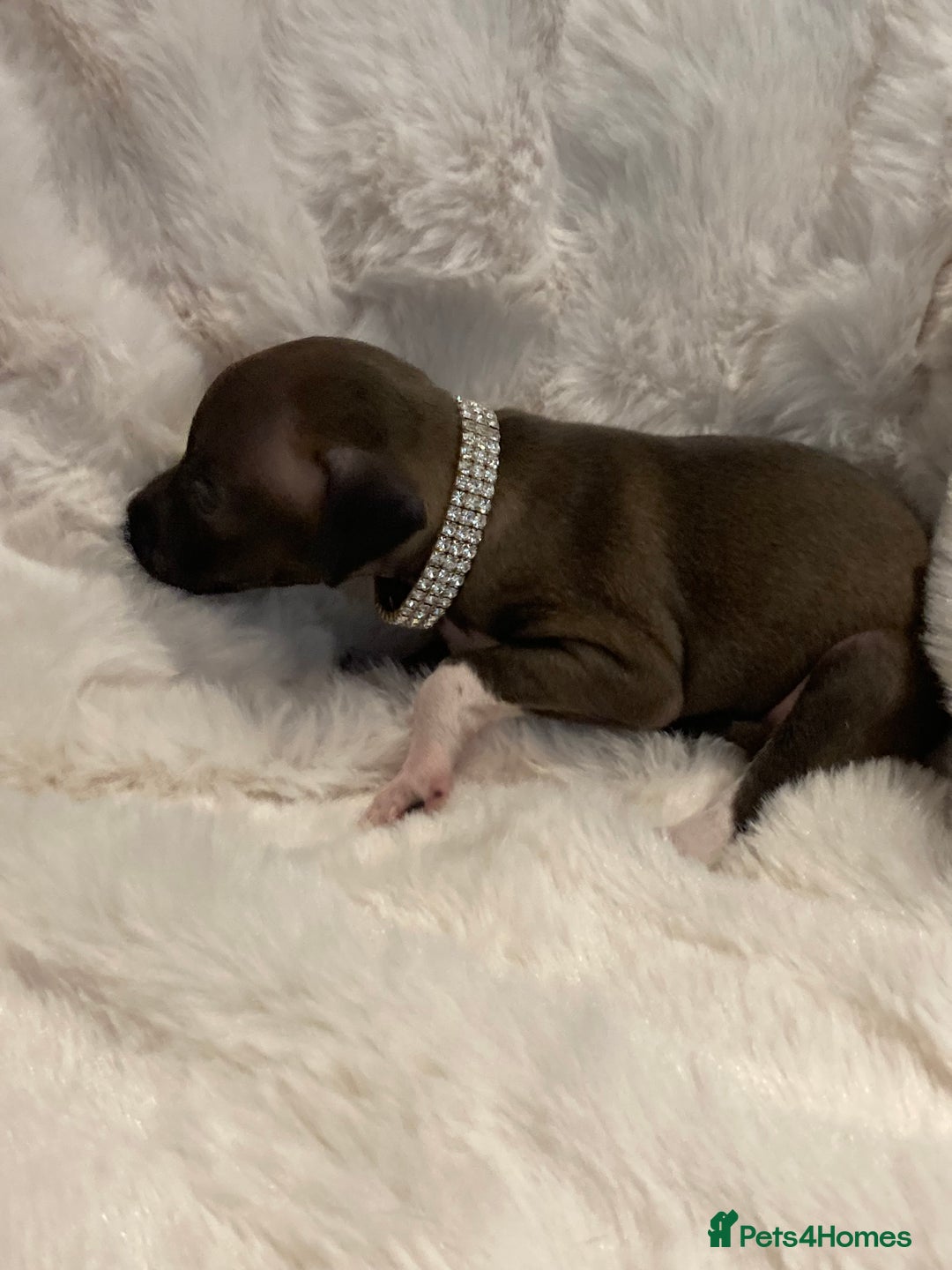 Italian Greyhound dogs for sale: Kc reg Italian Greyhound puppies  - Advert 11