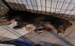 American Bully dogs for sale: American Bully female with extreme future  - Image 6