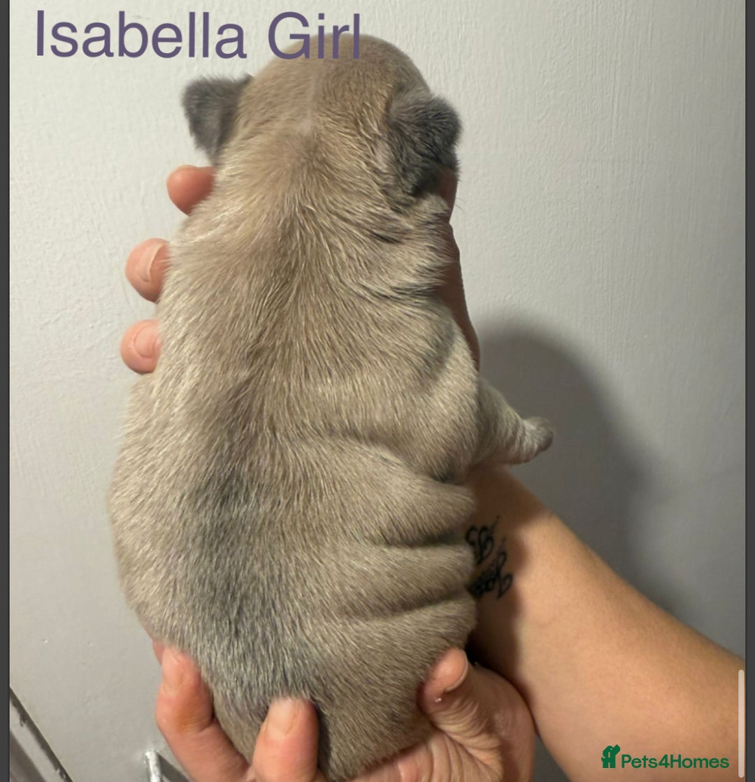 French Bulldog dogs for sale: 4 Beautiful Girl Frenchie's  - Image 18