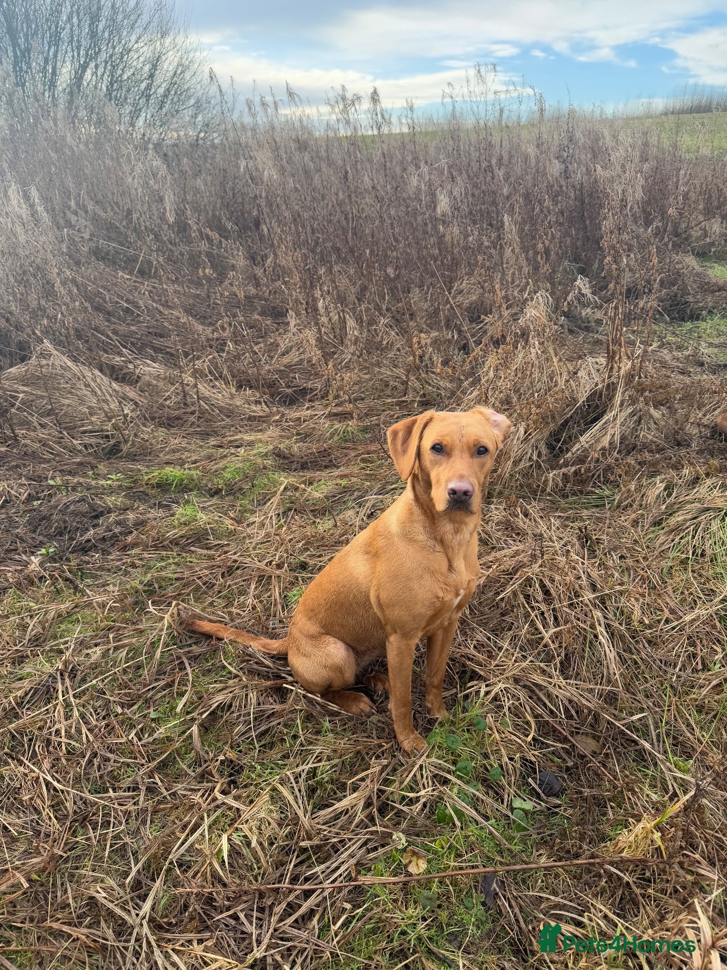 Labrador Retriever dogs KC Reg Health Tested Fox Red working line 4th Gen  - Advert 2