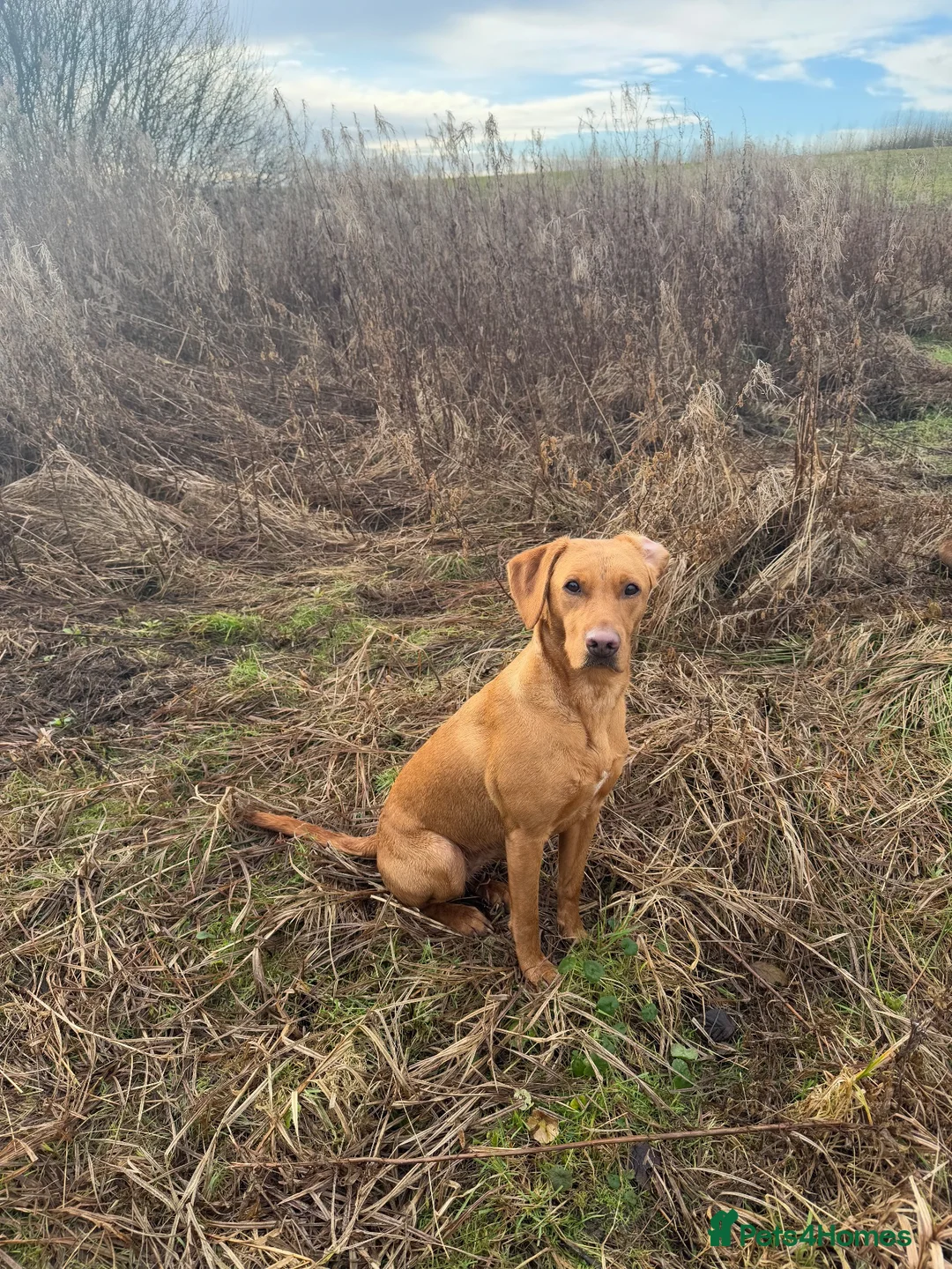 Labrador Retriever dogs for sale: KC Reg Health Tested Fox Red working line 4th Gen  - Advert 2