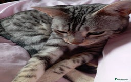 Bengal cats for sale: Silver spotted female Bengal cat  - Image 5