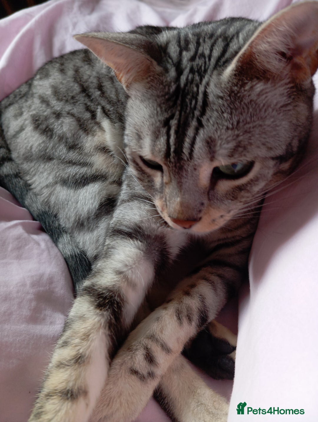 Bengal cats for sale: Silver spotted female Bengal cat  - Image 5