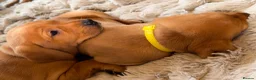 Labrador Retriever dogs for sale: Stunning fox red Labrador pups 🐶  in Rotherham - Advert 29