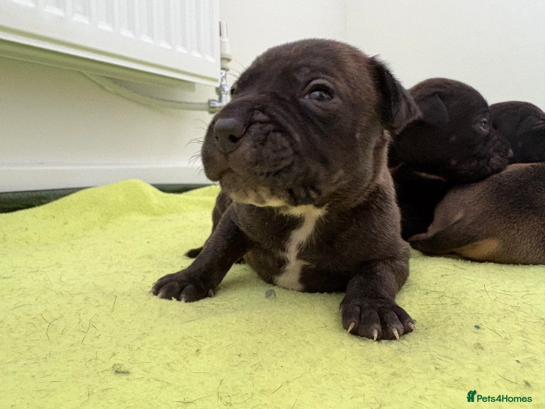 Staffordshire Bull Terrier dogs for sale: Staffy Pups  - Advert 5