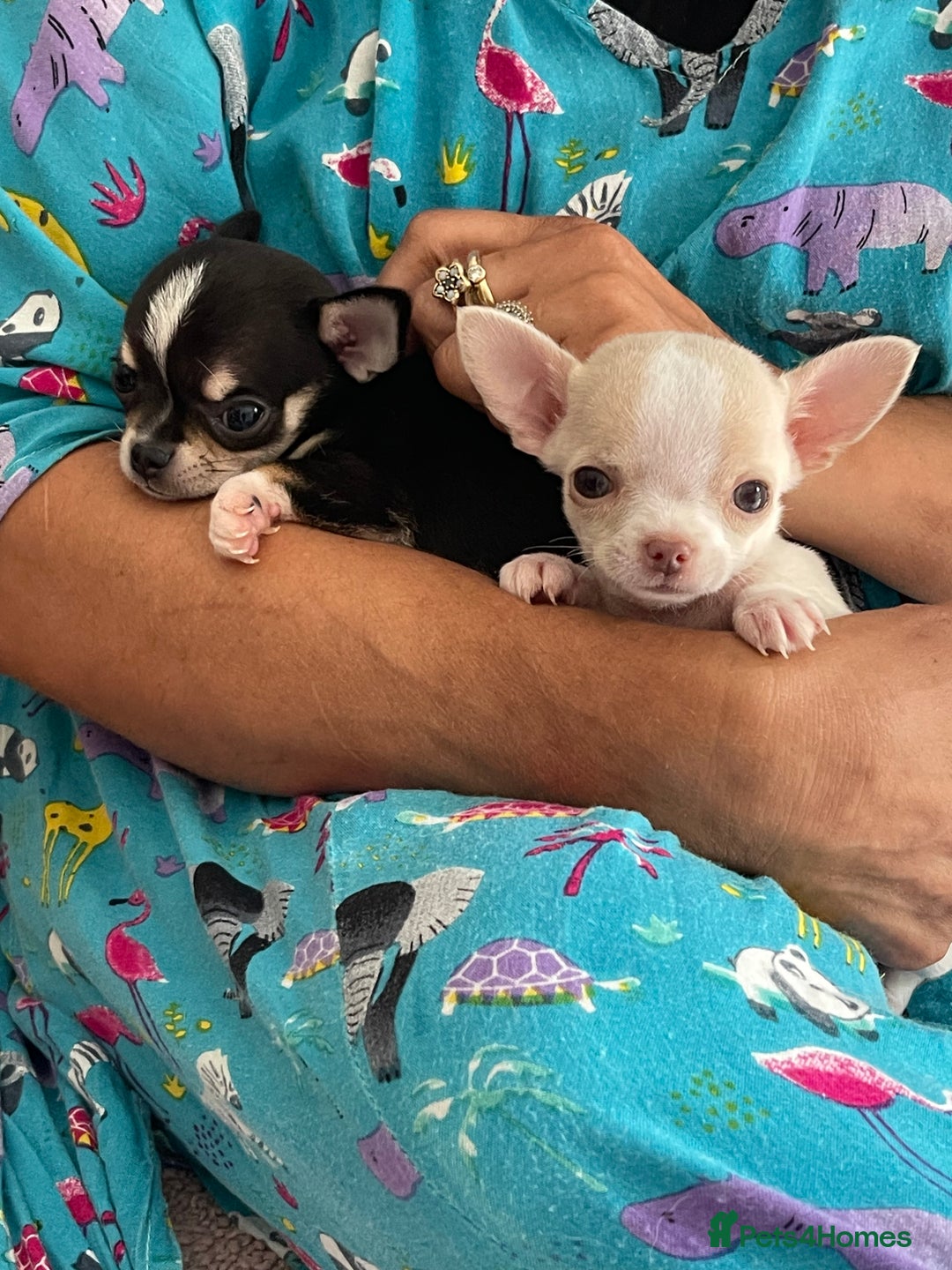 Chihuahua dogs for sale: KC Chihuahuas 🇬🇧 bloodlines 🌟🌟🌟🌟🌟 - Image 6