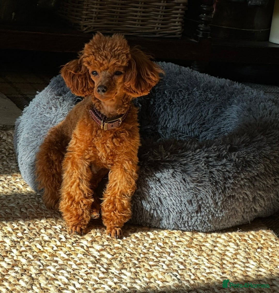 Toy Poodle dogs for sale: Singleton hand reared toy poodle !  - Image 10