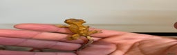 Gecko reptiles for sale: Crested gecko babies for sale  - Advert 20