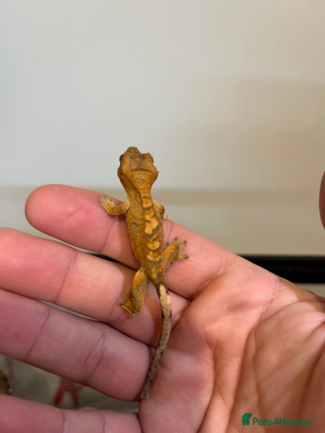 Gecko reptiles for sale: Crested gecko babies for sale  - Advert 20