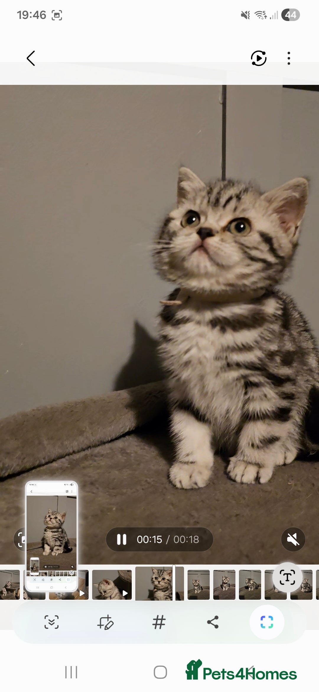 British Shorthair cats for sale: Beautiful bsh silver tabby kitten - Advert 9