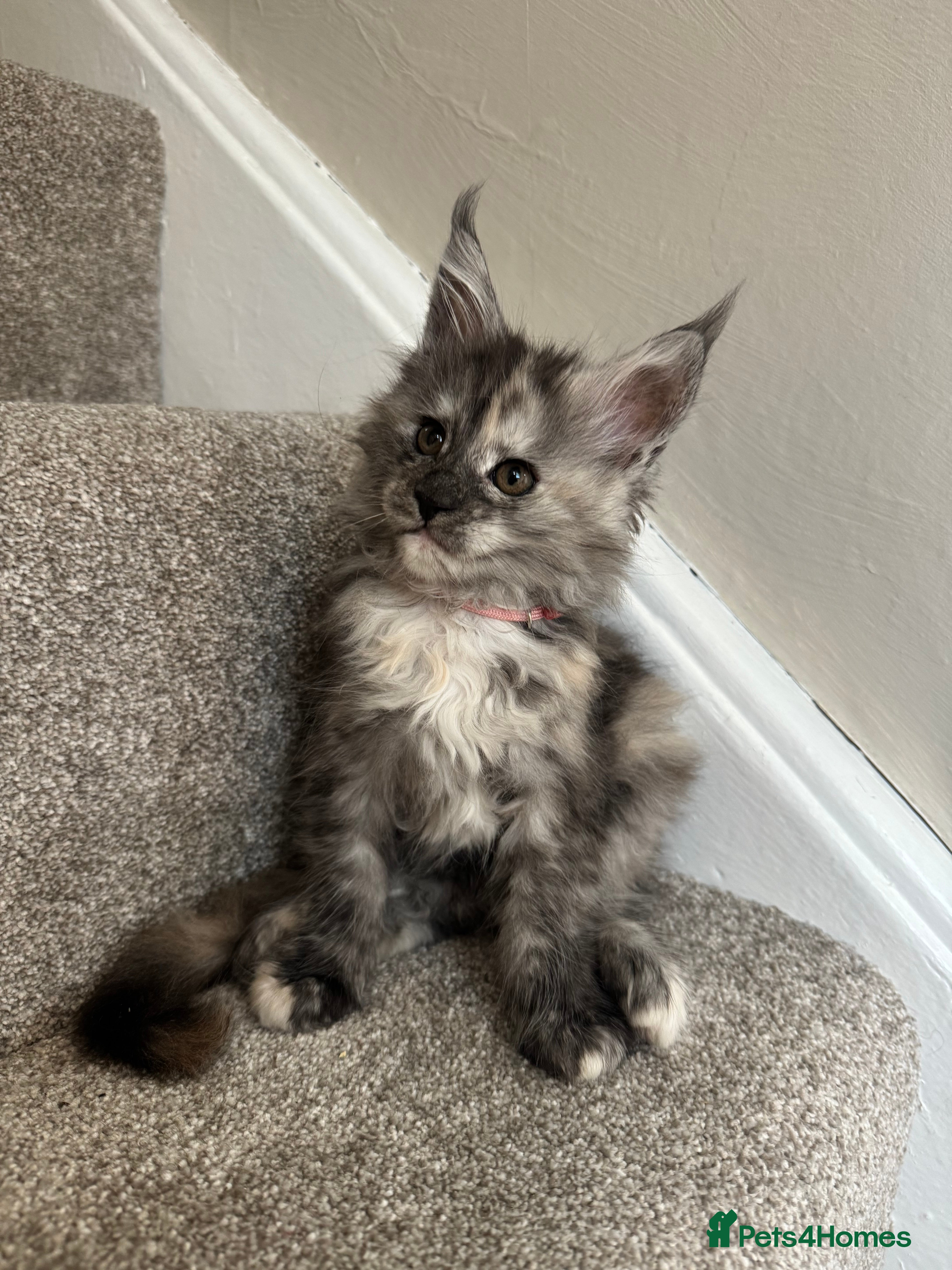 Maine Coon cats Maine coon kittens 3 left ready to go on the 18th  - Advert 7