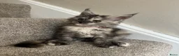 Maine Coon cats for sale: Maine coon kittens TICA  - Advert 6