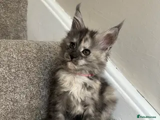 Maine Coon cats Maine coon kittens 3 left ready to go on the 18th - Advert 7