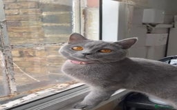 British Shorthair cats for sale: Beautiful British Shorthair 12 weeks - Image 11