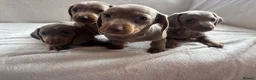 Miniature Dachshund dogs for sale: Miniature dachshund  - Advert 13