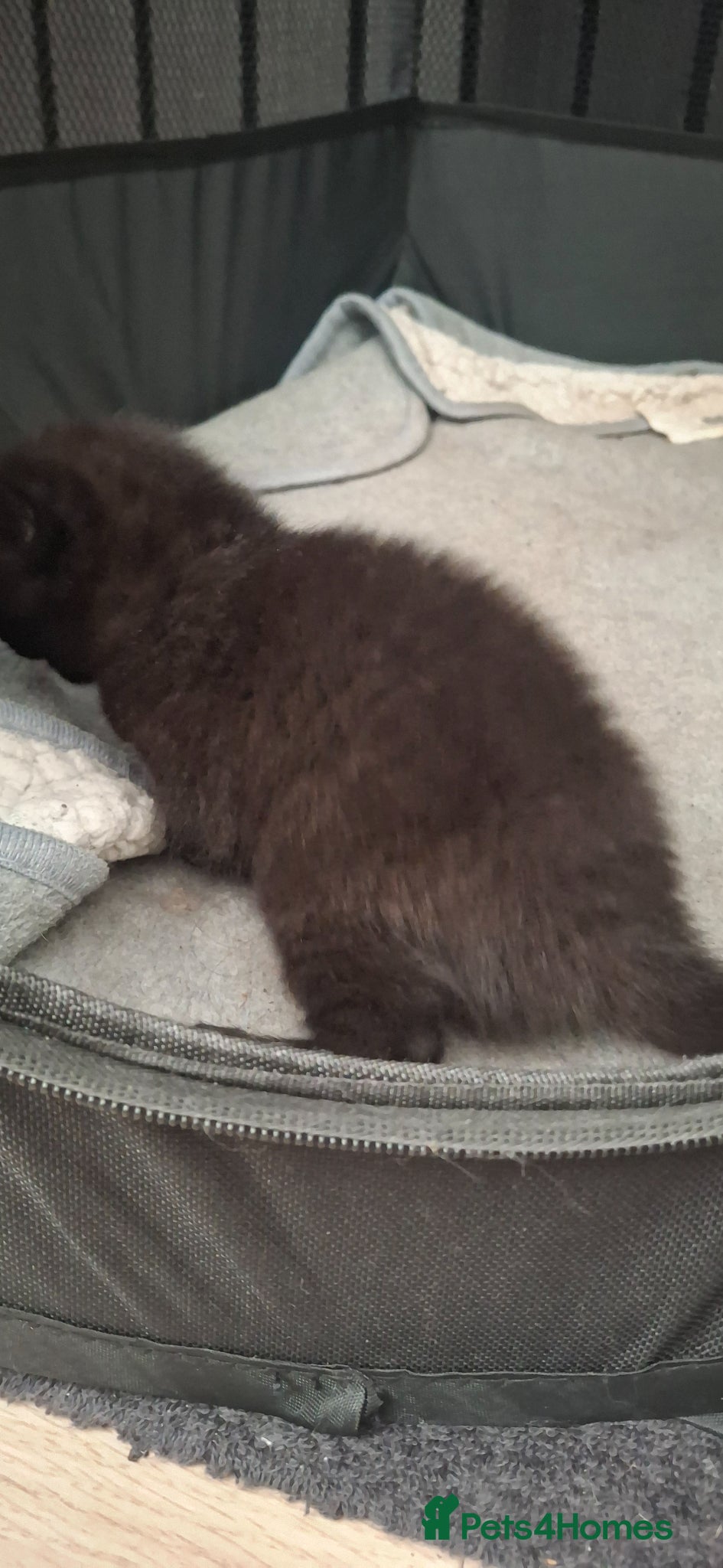 Mixed Breed cats for sale: British longhaired x kittens  in Leiston - Advert 5