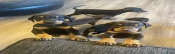 Dobermann dogs for sale: Doberman puppies  - Advert 2
