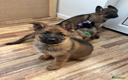 German Shepherd dogs for sale: KC German Shepherd Working line puppies 🐶  - Image 21
