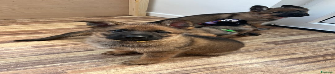 German Shepherd Puppy Yellow