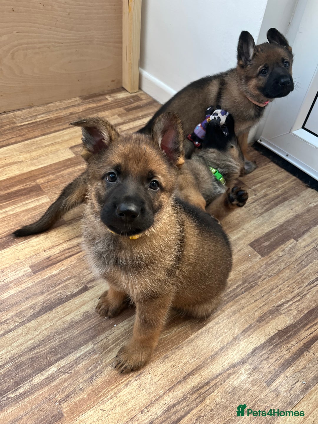 German Shepherd dogs for sale: KC German Shepherd Working line puppies 🐶  - Image 21