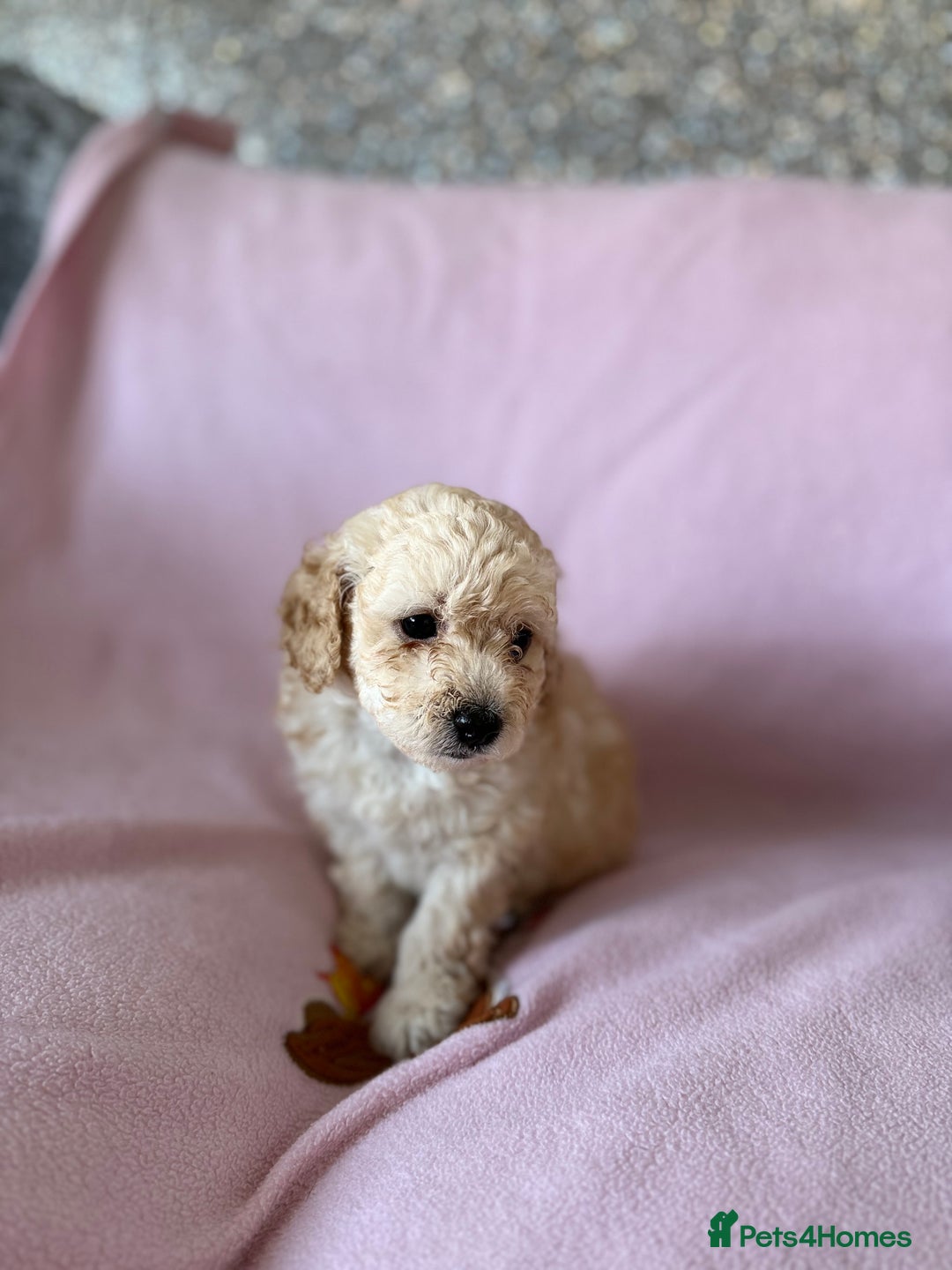Labradoodle dogs for sale: Last three F1BB mini/toy labradoodle puppies  - Image 4