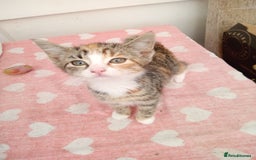 Mixed Breed cats for sale: Bonny kittens ready for their new home - Image 1