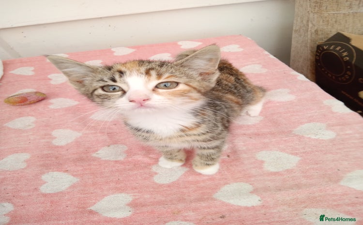 Mixed Breed cats - Advert 12