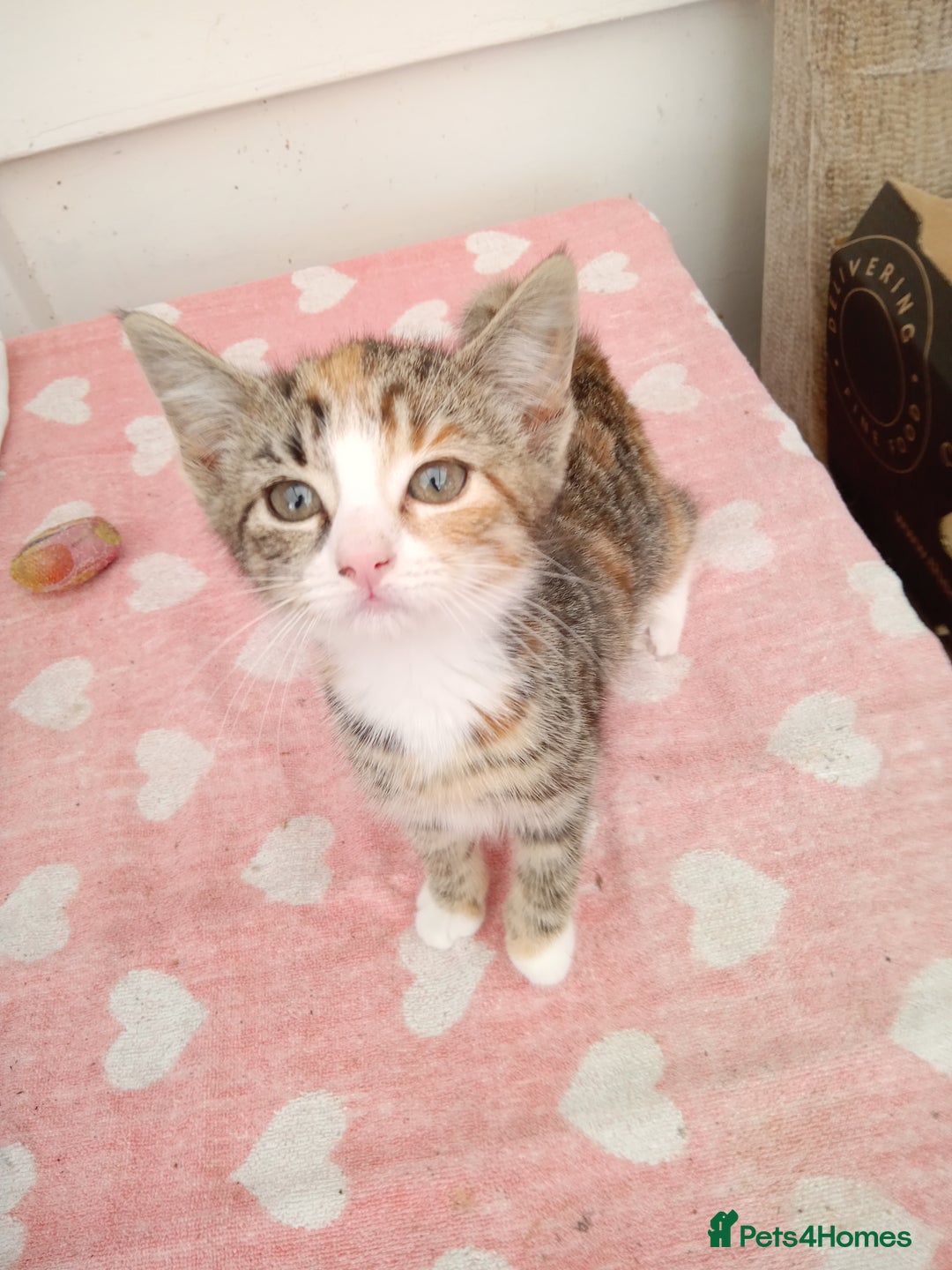 Mixed Breed cats for sale: Bonny kittens ready for their new home - Image 1