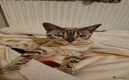 Bengal cats for sale: Stunning Snow bengal for sale!! - Advert 1