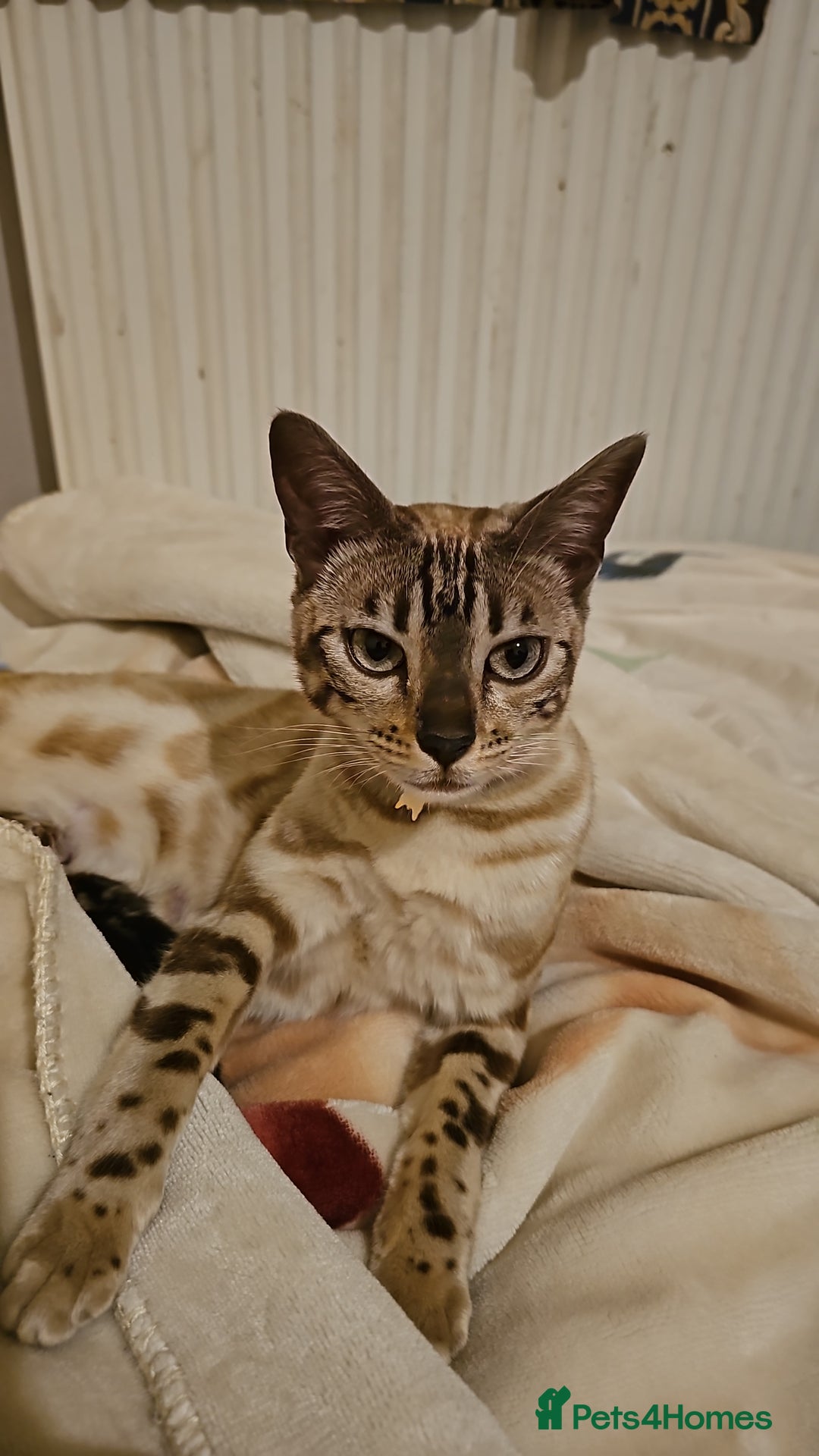 Bengal cats for sale: Stunning Snow bengal for sale!! - Advert 1