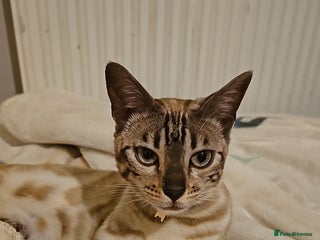 Bengal cats for sale: Stunning Snow bengal for sale!! - Advert 1