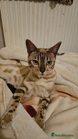 Bengal cats Stunning Snow bengal for sale!! - Advert 1