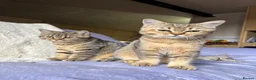British Shorthair cats for sale: Ready to go!!! - Advert 2