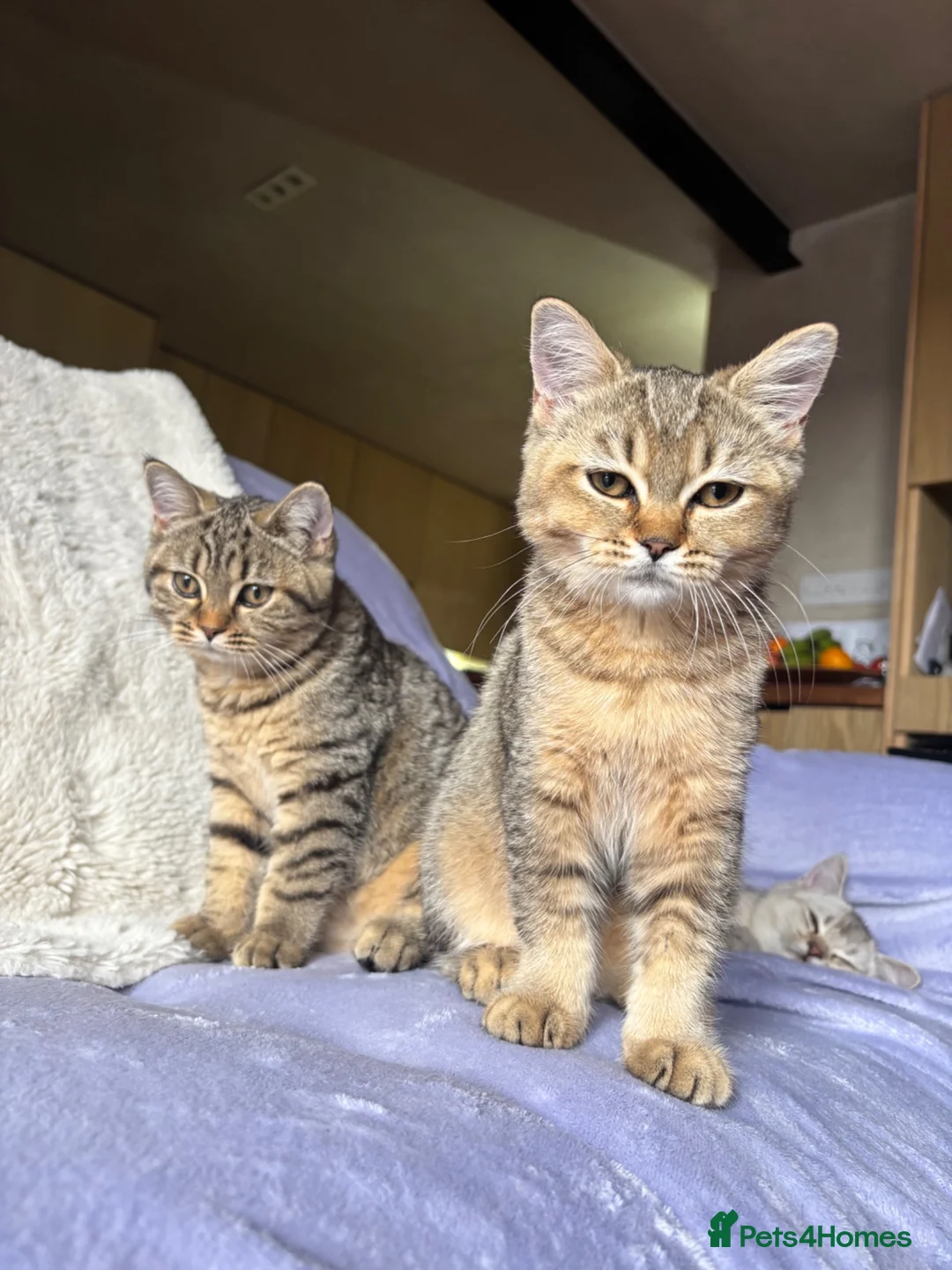British Shorthair cats for sale: Ready to go!!! - Advert 2