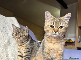 British Shorthair cats Ready to go!!! - Advert 1