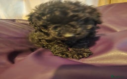 Mixed Breed dogs for sale: Poodles cross patterdale boy pupies - Advert 22
